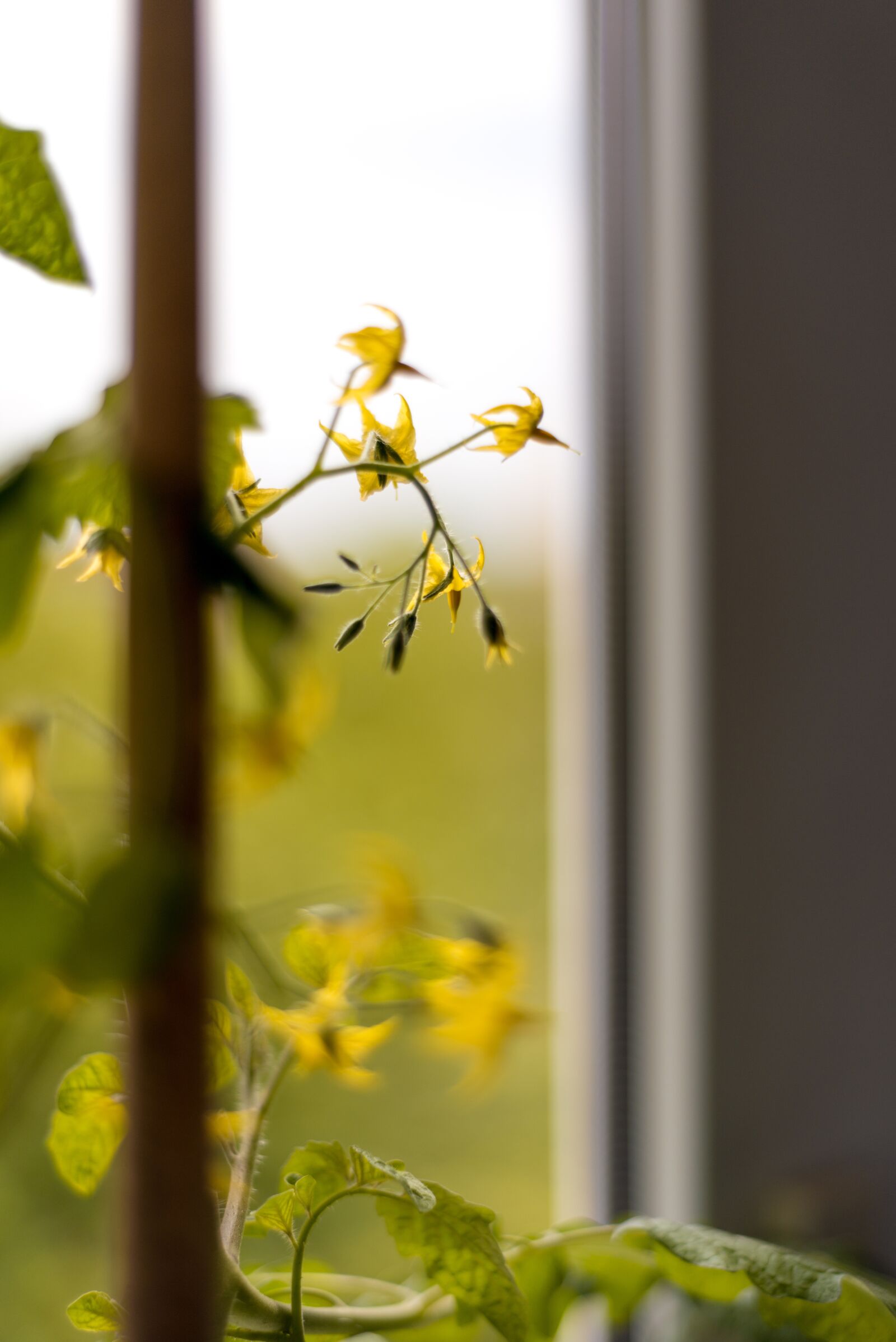 Nikon D800 sample photo. Tomato, blooming, yellow flowers photography