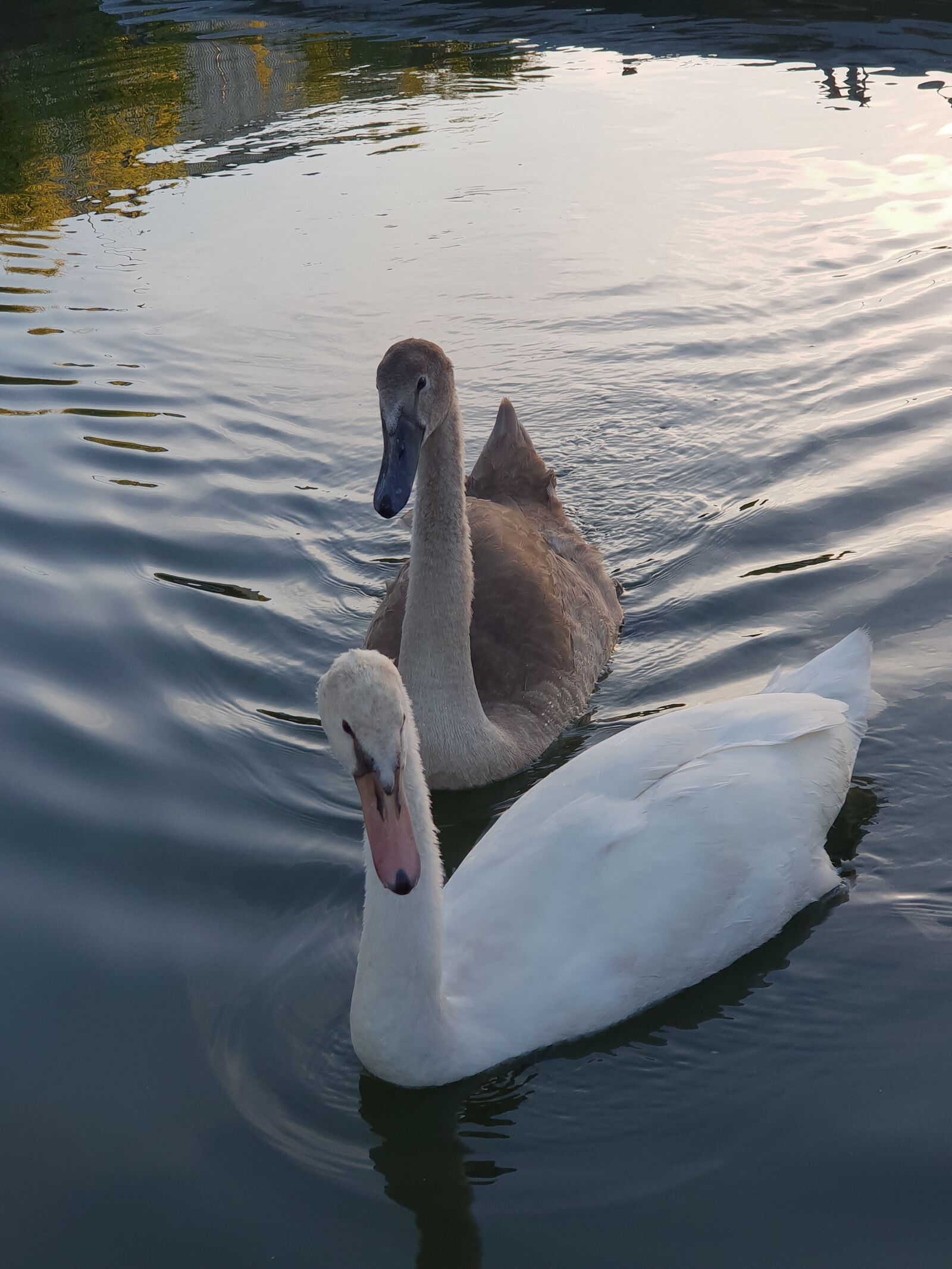 Samsung Galaxy S9+ sample photo. Swans, animal children, swan photography