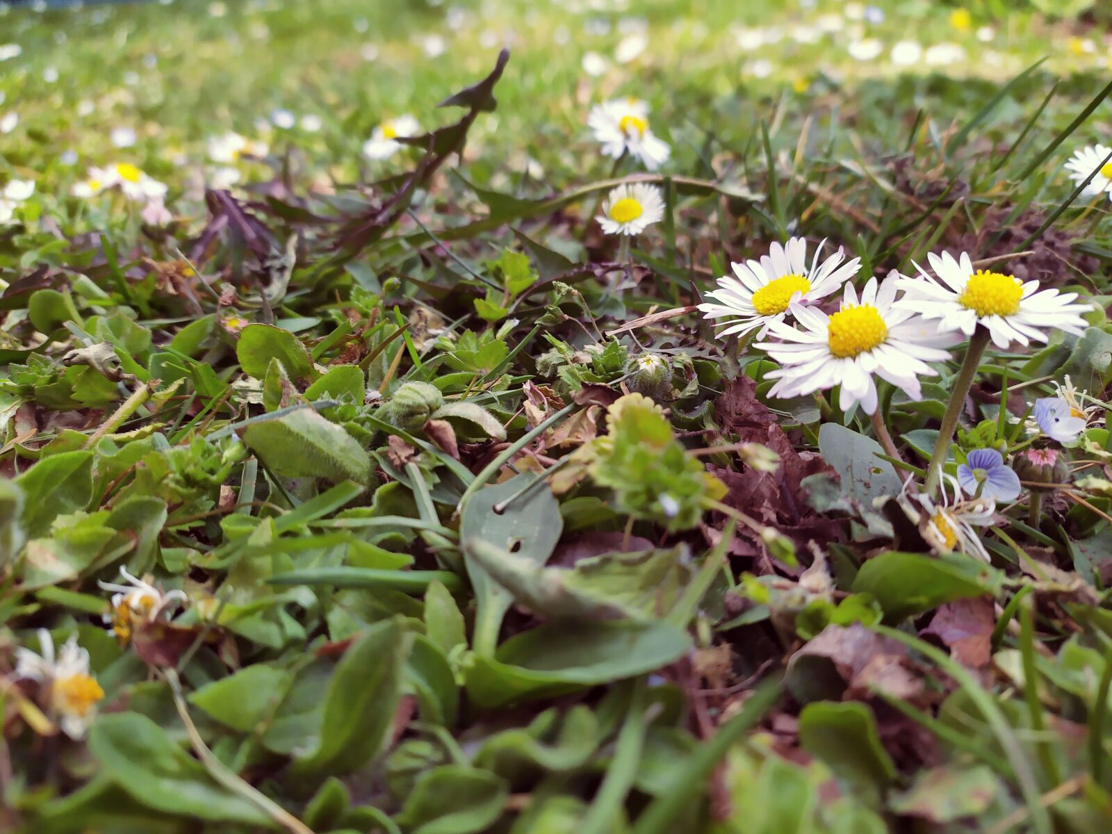 Xiaomi Redmi Note 7 sample photo. Meadow, flowers, green photography