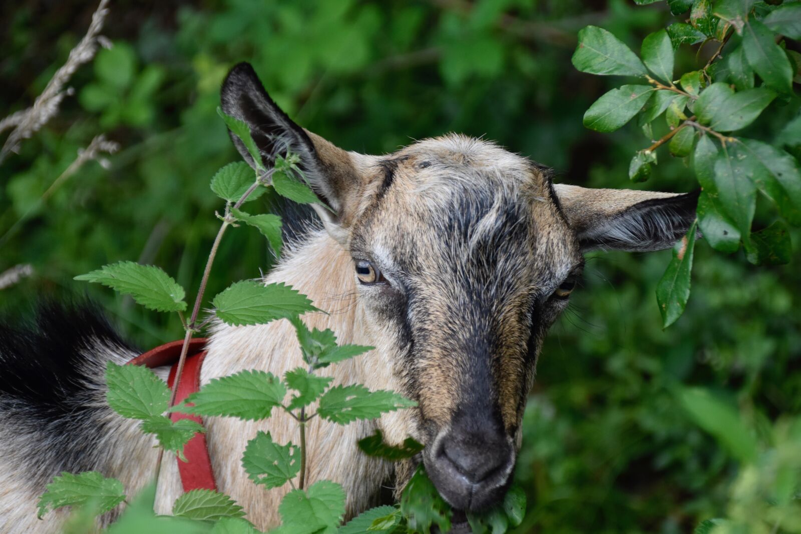 Nikon D5600 sample photo. Goat, animal portrait, goat photography
