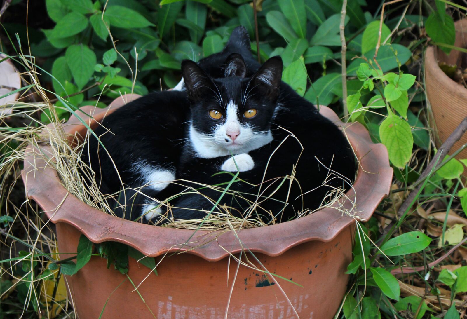Canon EOS 700D (EOS Rebel T5i / EOS Kiss X7i) sample photo. Cats, feline, animal photography