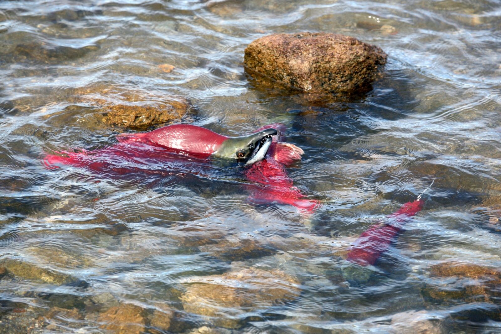 Canon EOS 5D sample photo. Fish, salmon, chum photography