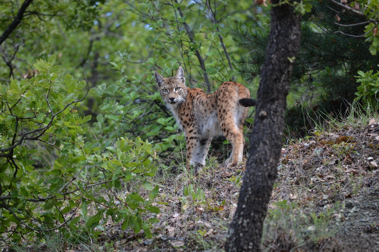 Nikon D3100 sample photo. Lynx, cat, wildcat photography