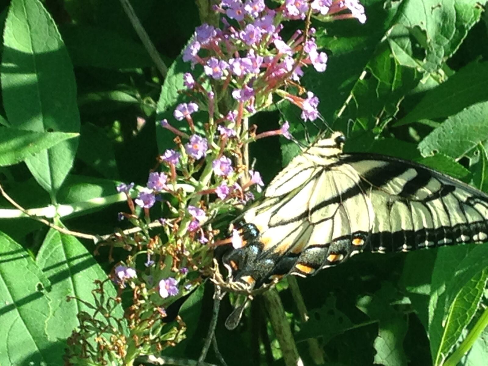 iPhone 5c back camera 4.12mm f/2.4 sample photo. Wings, swallow tail, insect photography