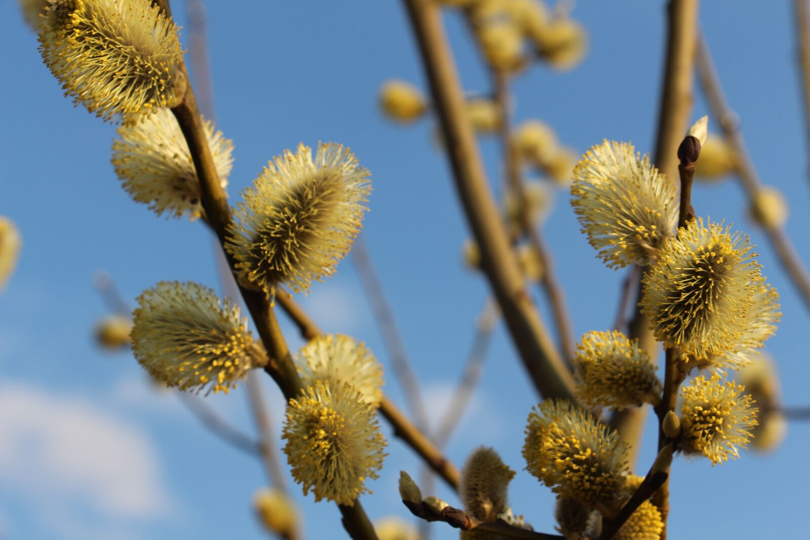 Canon EOS 700D (EOS Rebel T5i / EOS Kiss X7i) sample photo. Branch, tree, nature photography