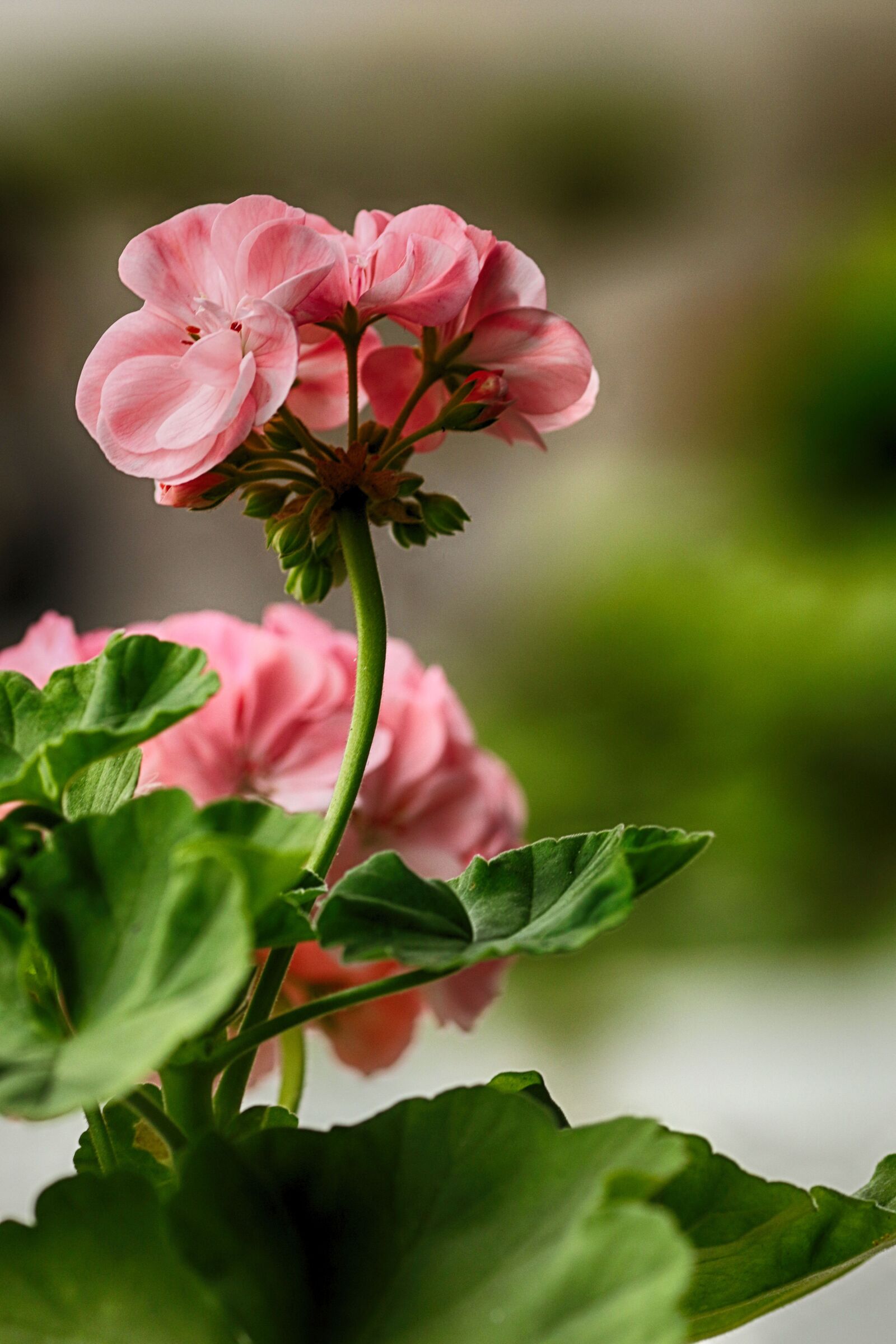 Canon EOS 7D Mark II + Canon EF 135mm F2L USM sample photo. Flower, garden flower, pink photography