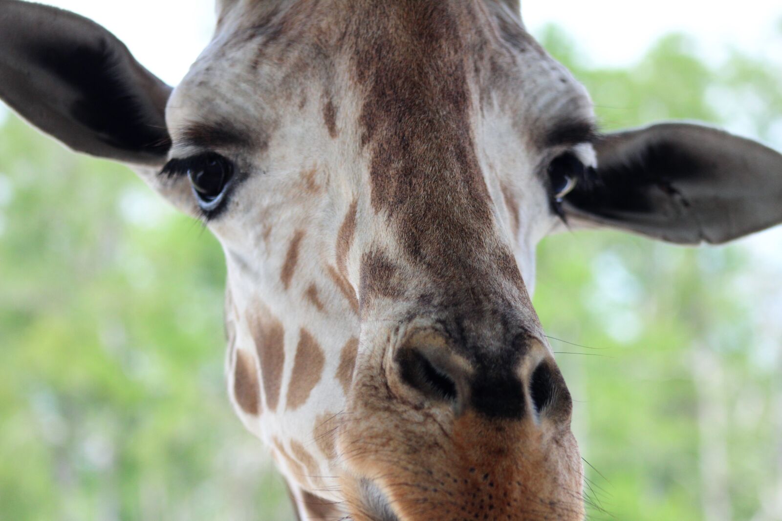 EF75-300mm f/4-5.6 sample photo. Giraffe, zoo, animal photography