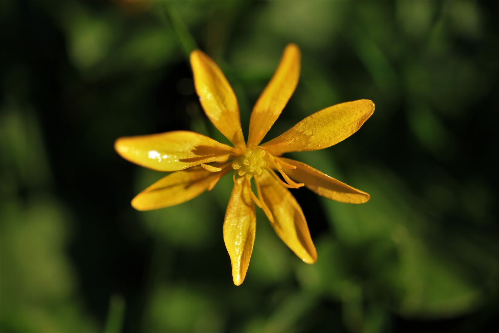 Canon EF-S 35mm F2.8 Macro IS STM sample photo. Blossom, bloom, weed photography