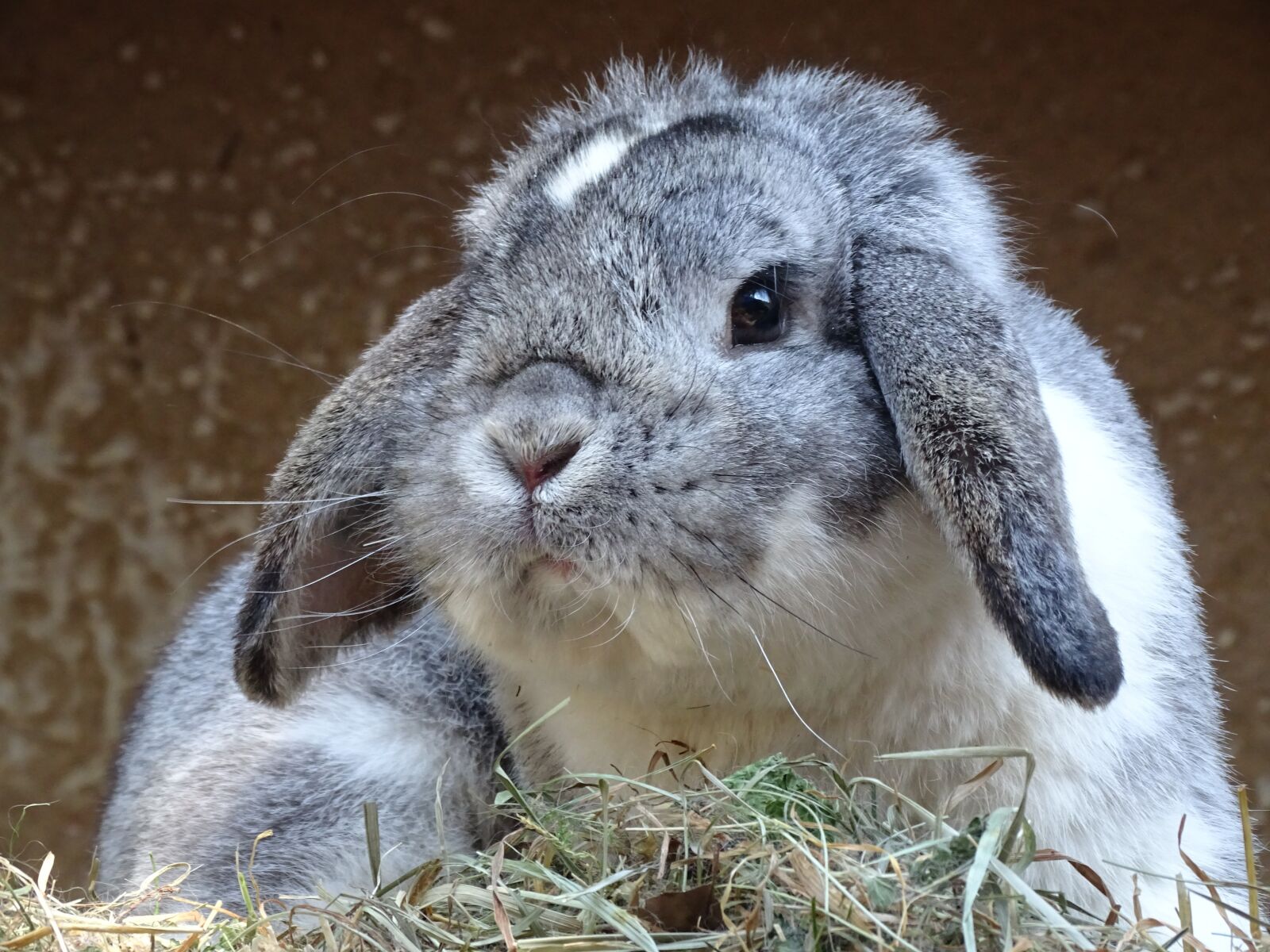 Sony Cyber-shot DSC-HX350 sample photo. Dwarf aries chinchilla-white, hare photography