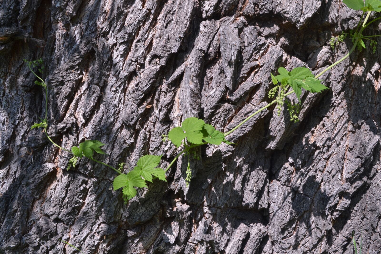 Nikon D3100 sample photo. Bark, vjun, tree photography