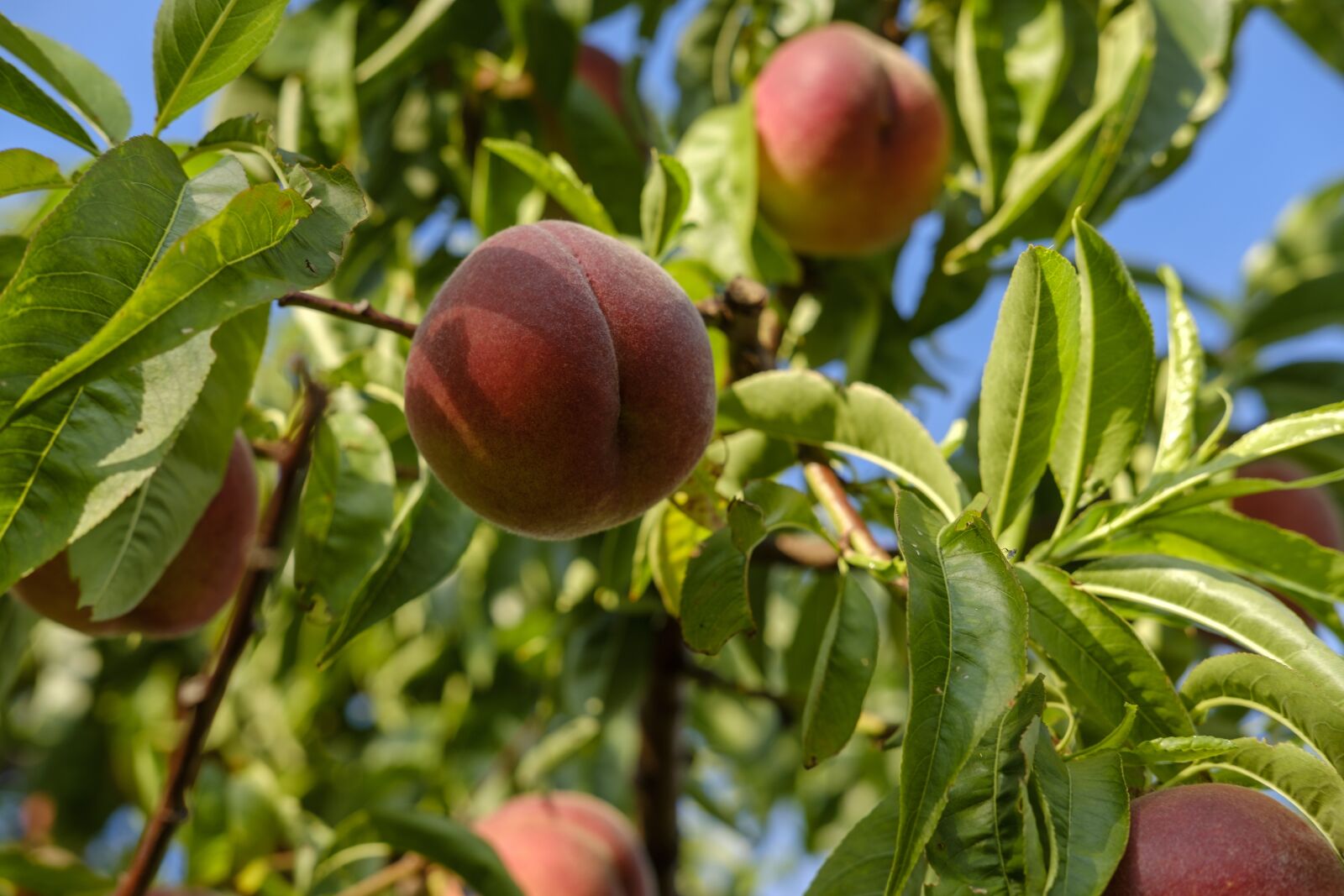 Fujifilm X-T2 sample photo. Peaches, fruit, stone fruit photography