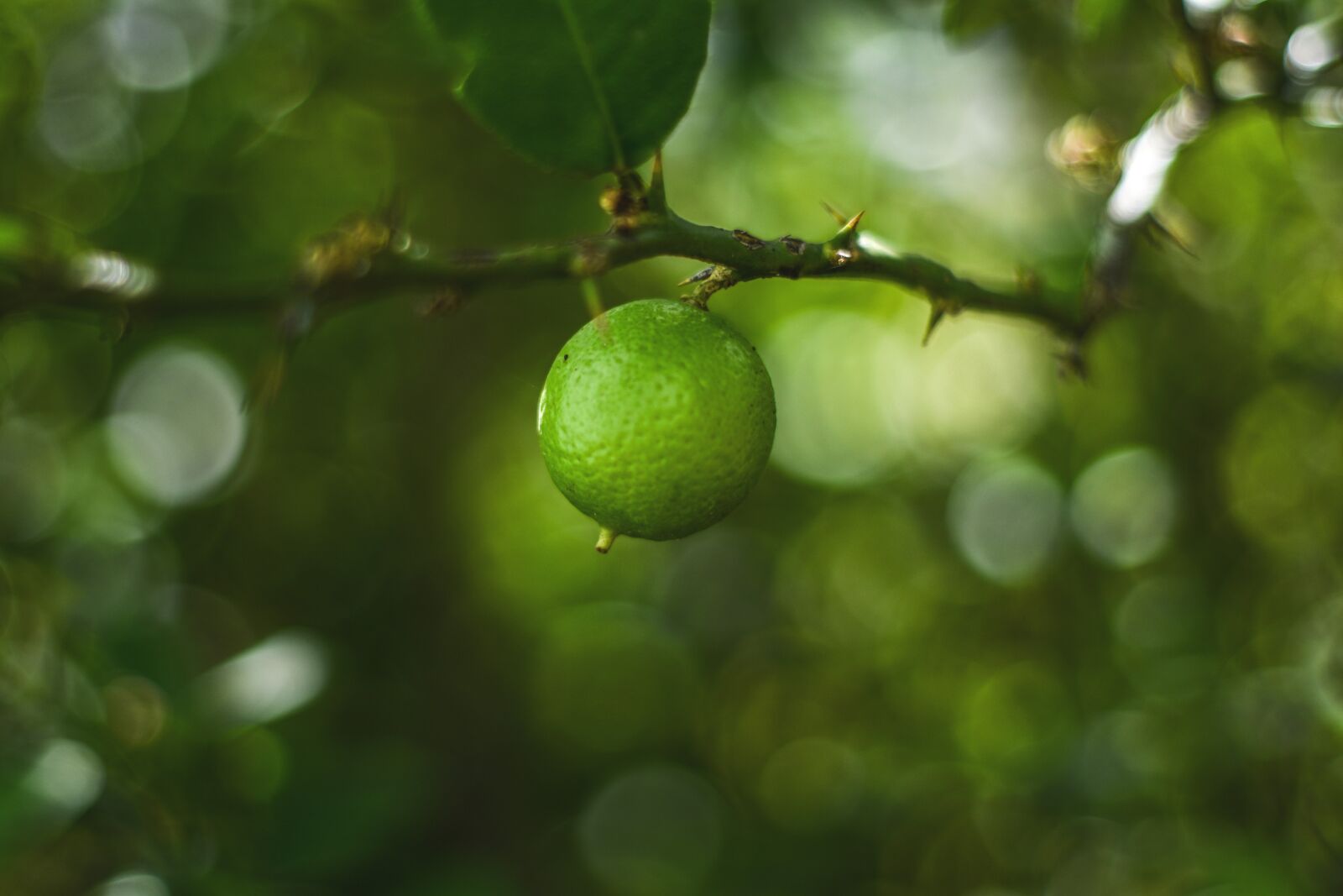 Nikon D3400 sample photo. Lemon, plant, nature photography