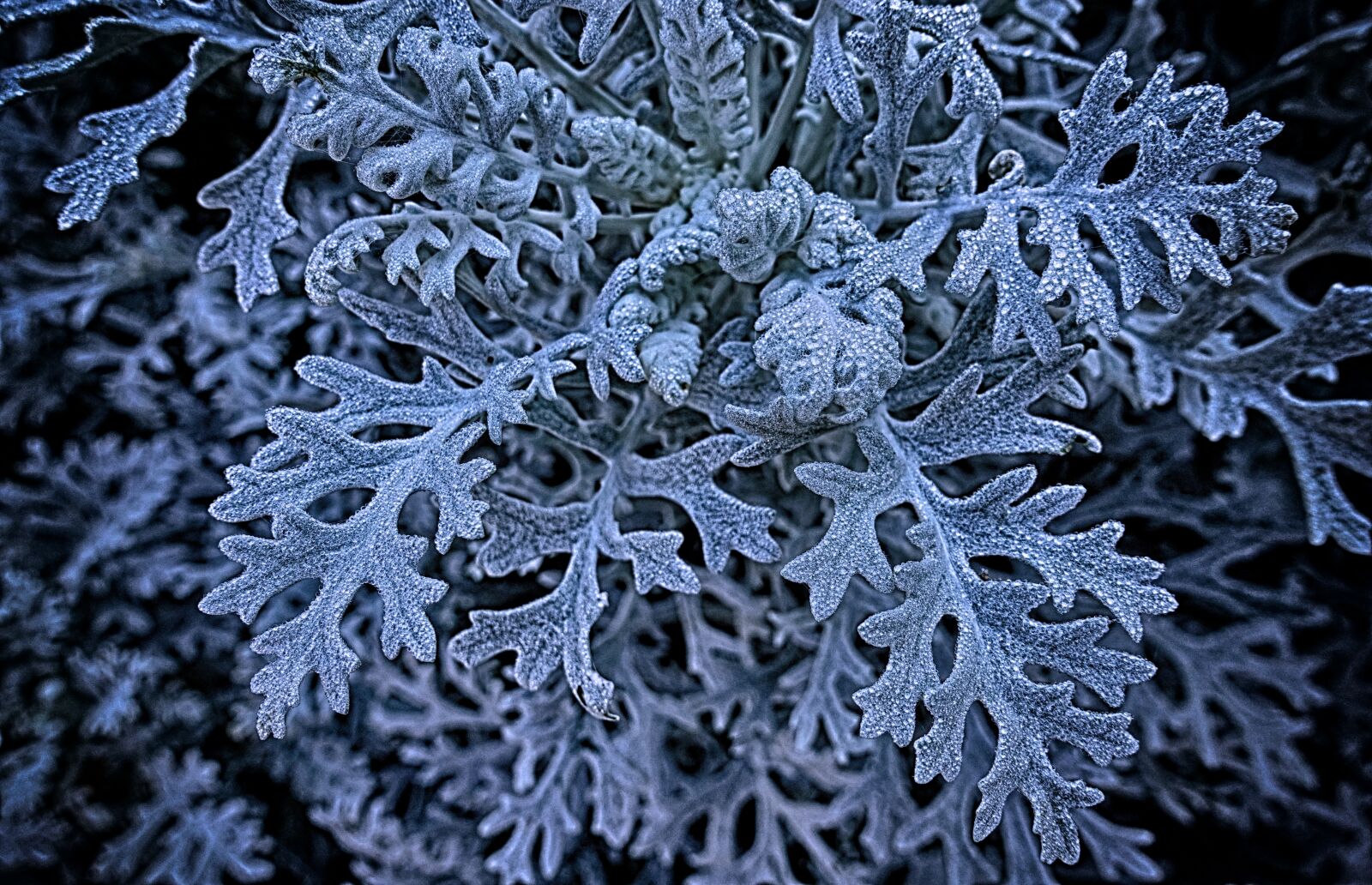 Sony DSC-RX100M5 sample photo. Plant, leaves, nature photography