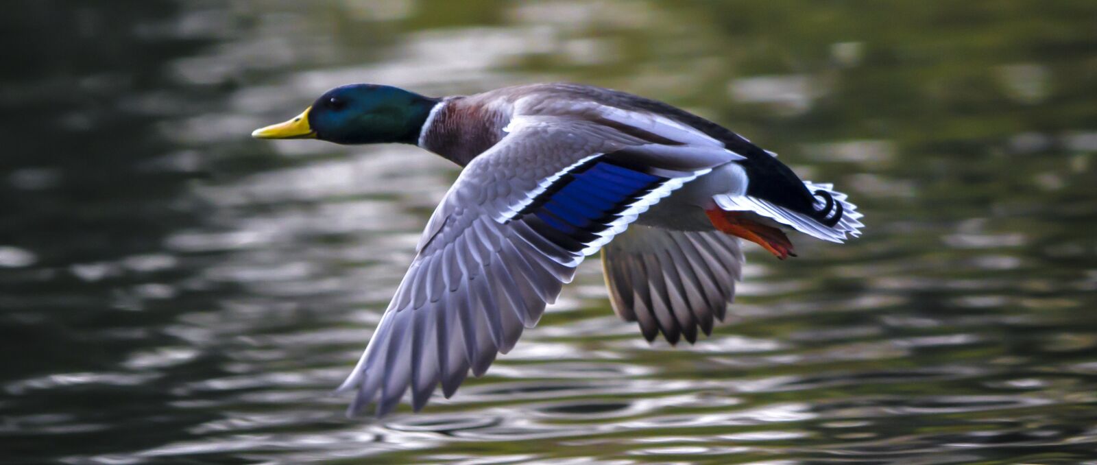 Canon EF 300mm F2.8L IS USM sample photo. Duck, water bird, flying photography