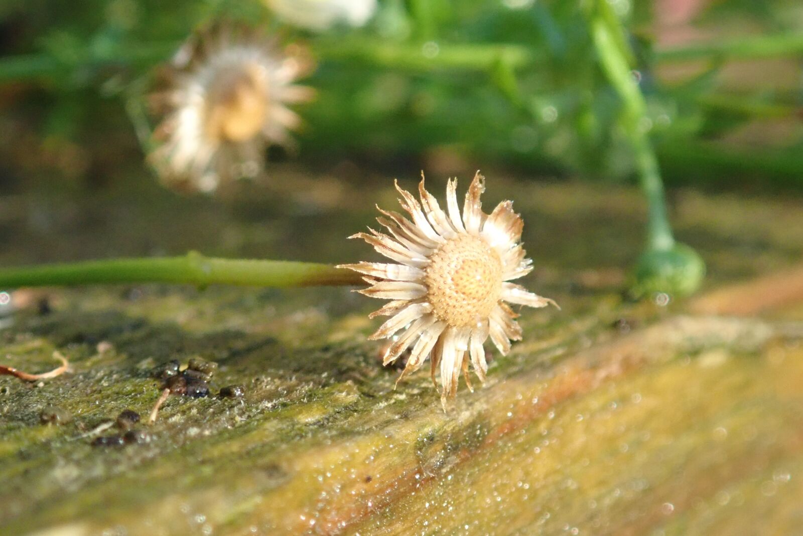Olympus TG-5 sample photo. Flower, dying, autumn photography