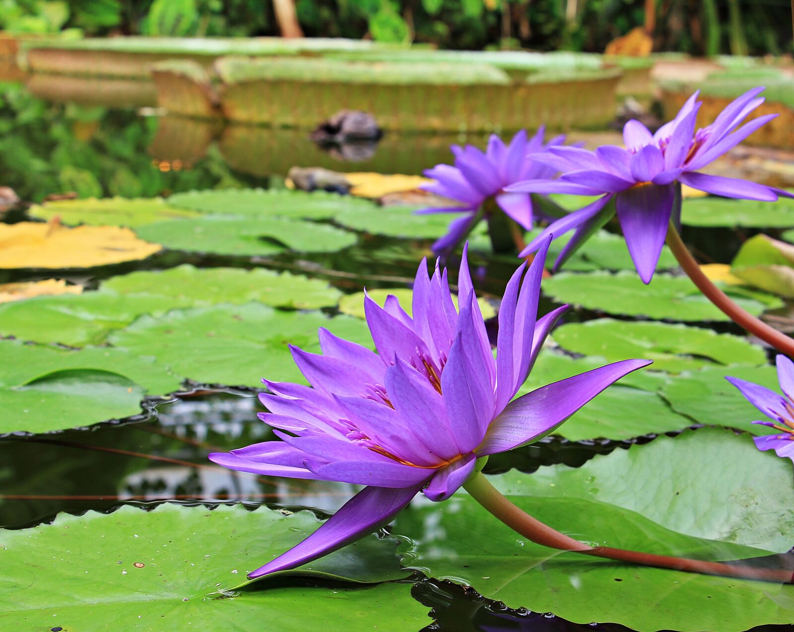 Canon EOS 550D (EOS Rebel T2i / EOS Kiss X4) sample photo. Water lilies, nuphar, aquatic photography