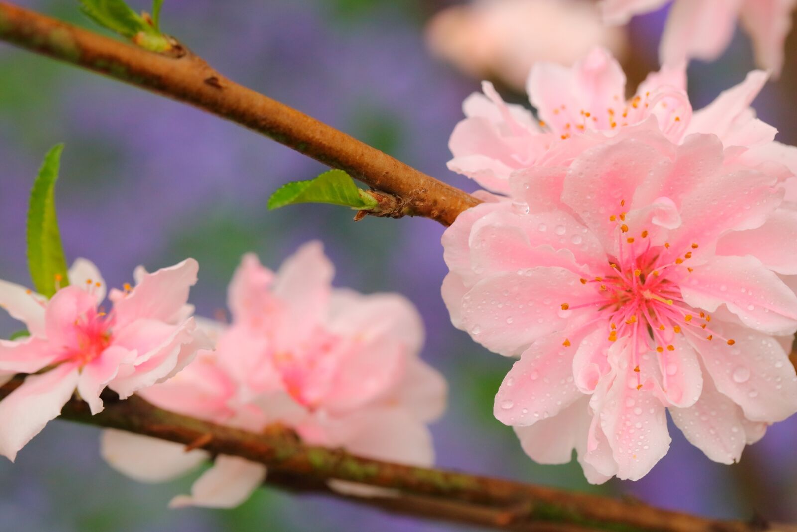 Canon EOS 5DS R + Canon EF 100mm F2.8L Macro IS USM sample photo. Flower, nature, flora photography