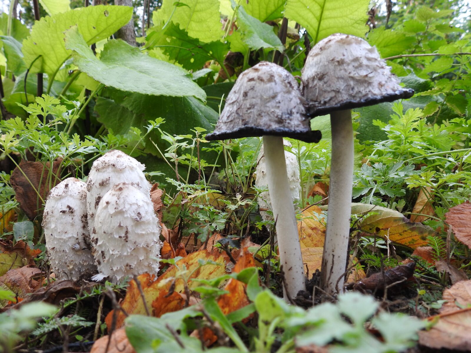 Nikon Coolpix P900 sample photo. Mushrooms, autumn, nature photography