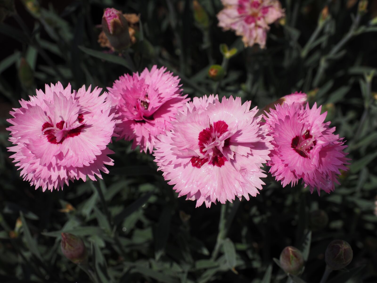 Olympus OM-D E-M1 + Olympus M.Zuiko Digital ED 12-40mm F2.8 Pro sample photo. Cloves, pentecostal-carnation, pinnate photography