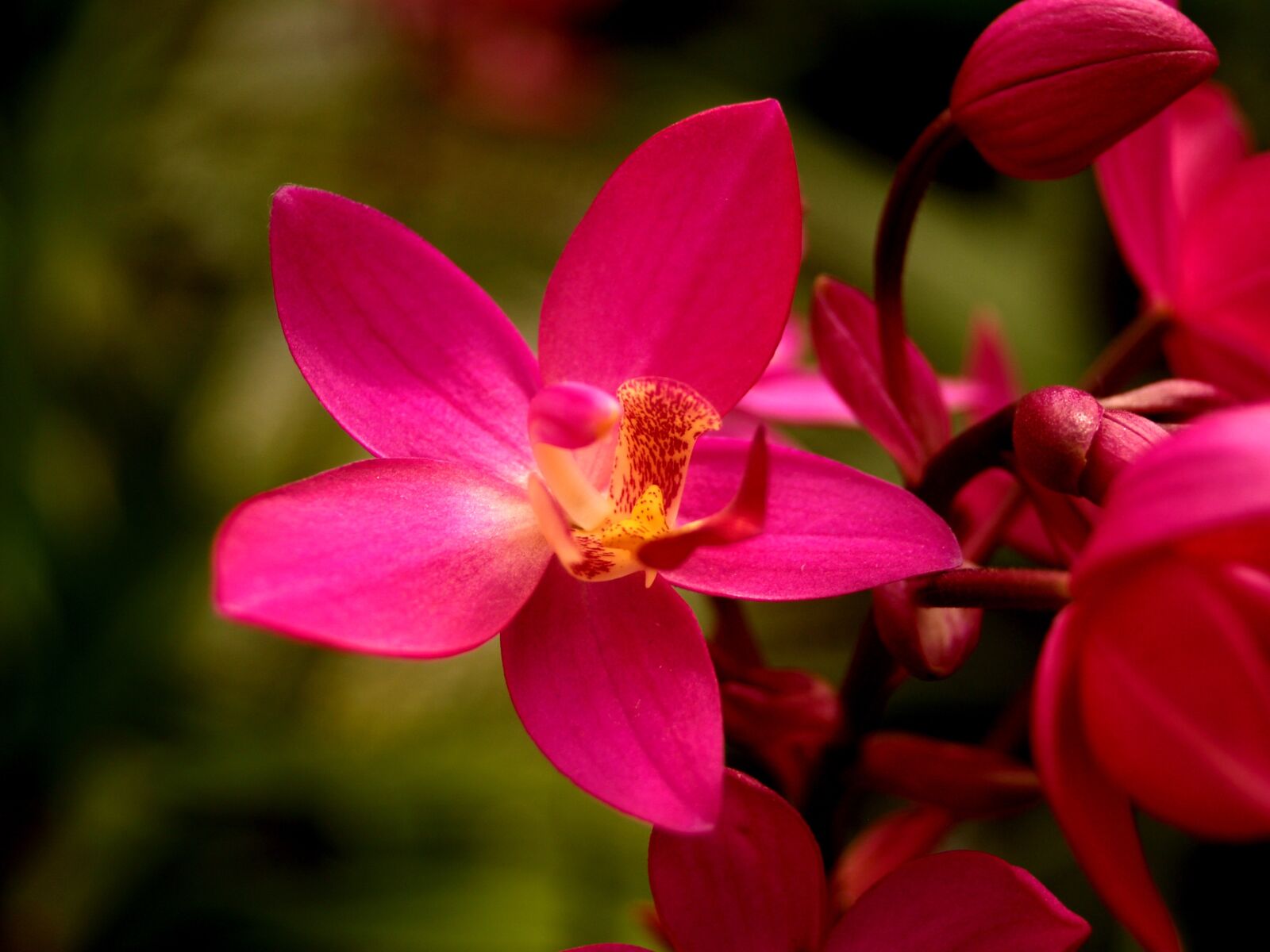 Olympus E-300 (EVOLT E-300) sample photo. Orchid, flower, bright photography