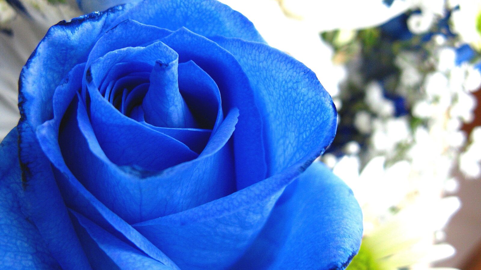 Canon POWERSHOT A720 IS sample photo. Blue rose, roses, flower photography