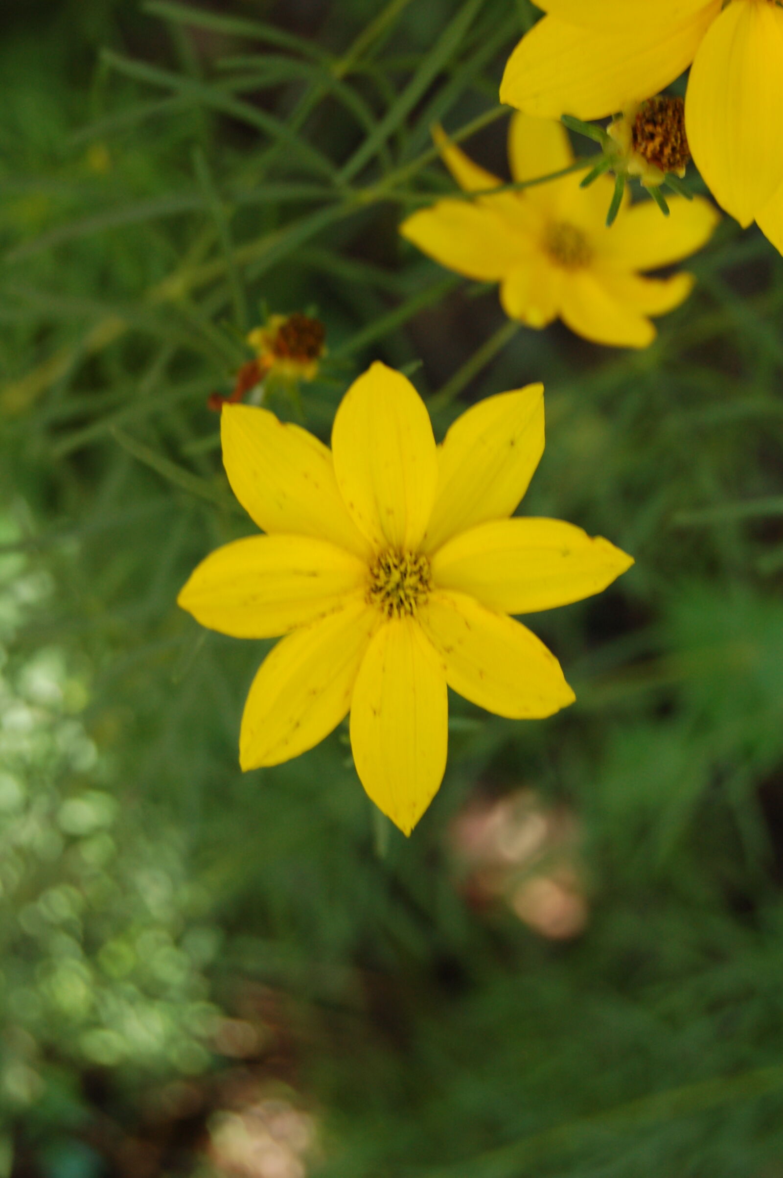 AF-S DX Zoom-Nikkor 18-55mm f/3.5-5.6G ED sample photo. Flower, golden, flower, yellow photography