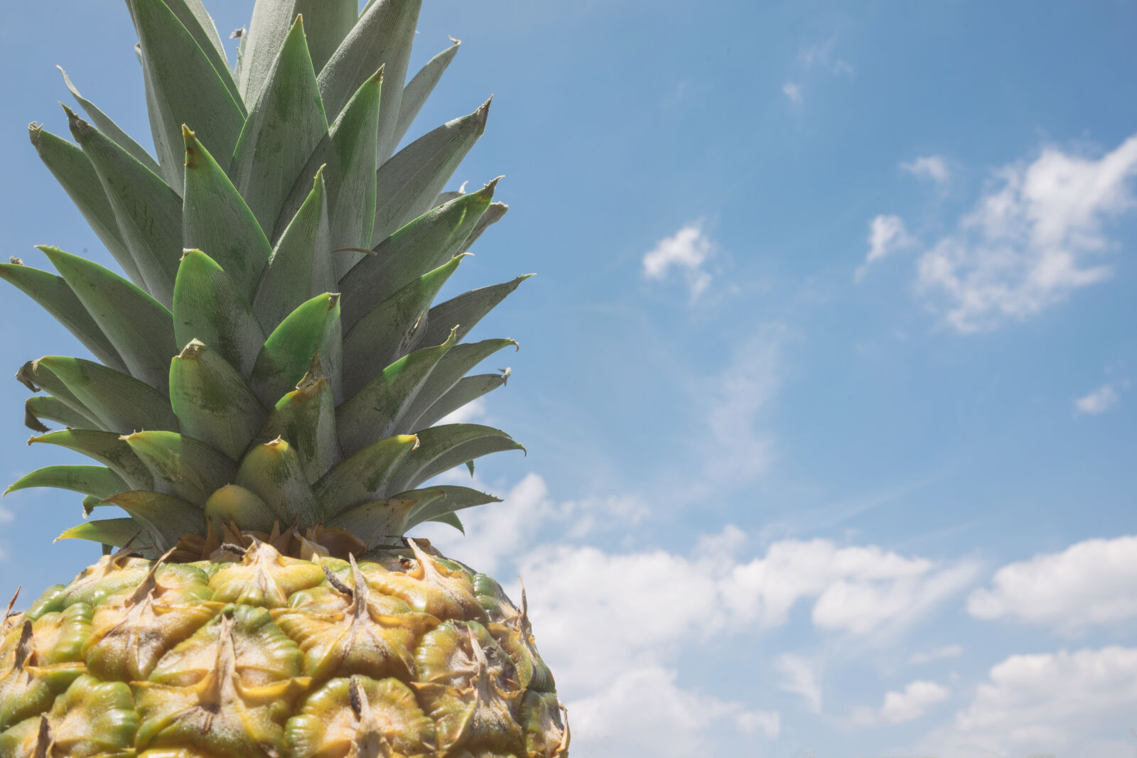 Sony a7 II + Sony FE 28-70mm F3.5-5.6 OSS sample photo. Food, sky, clouds, pineapple photography