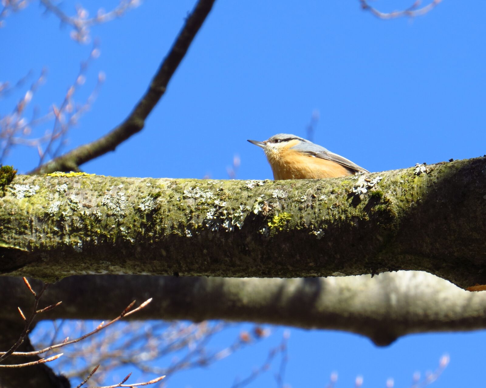 Canon PowerShot SX50 HS sample photo. Songbirds, birds, kleiber photography