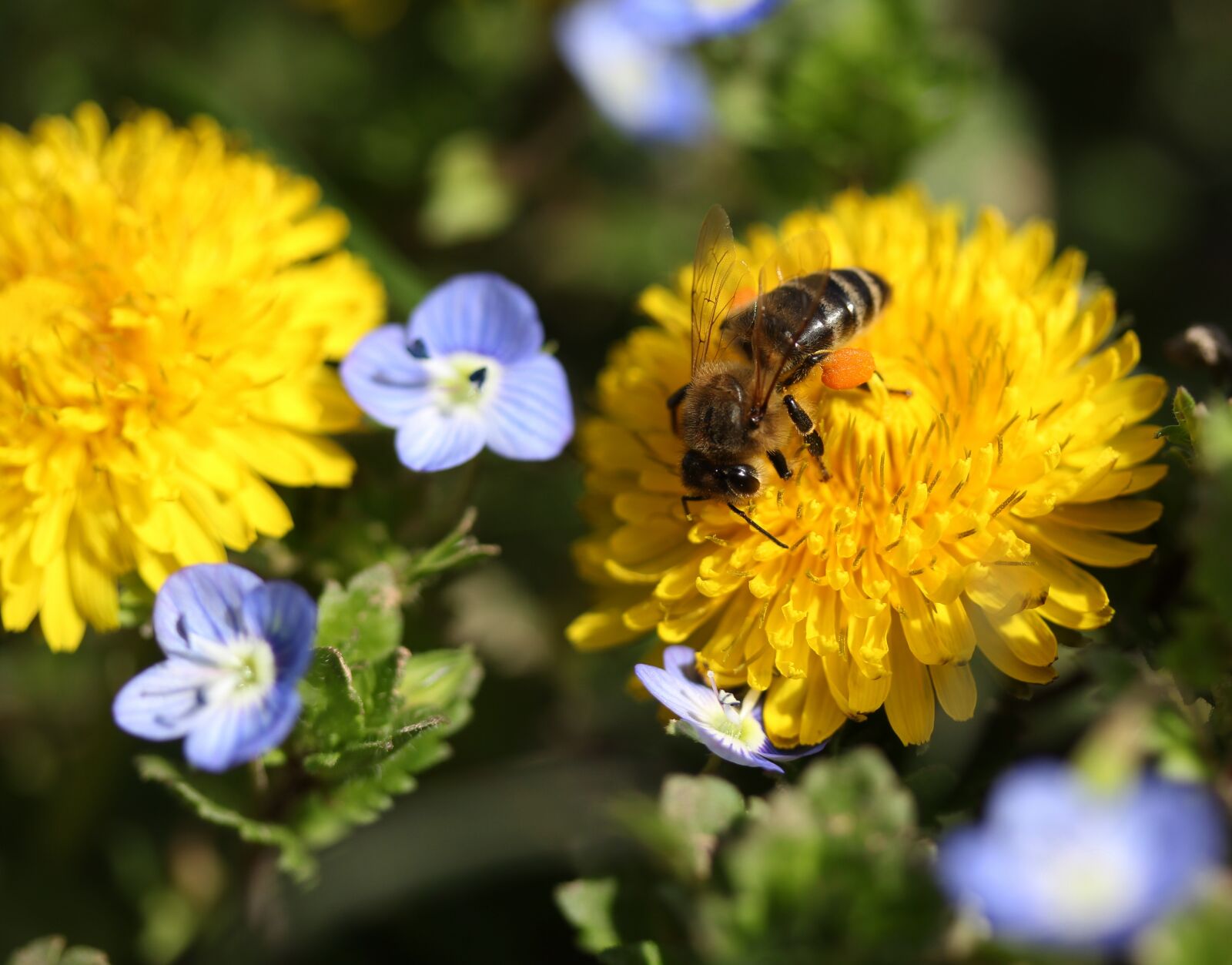 Canon EF-S 60mm F2.8 Macro USM sample photo. Dandelion, bee, yellow photography