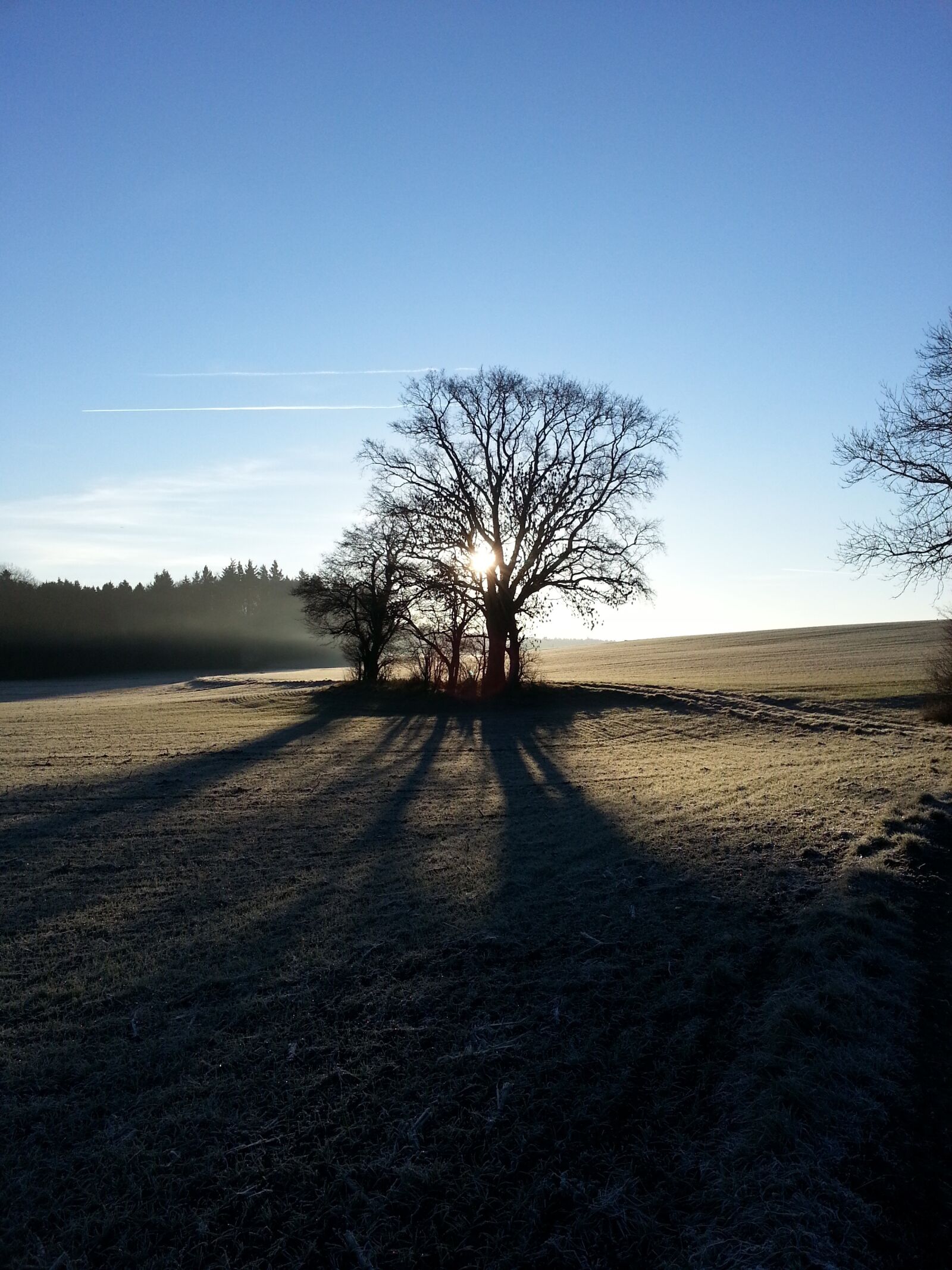 Samsung Galaxy S3 sample photo. Tree, life, light photography