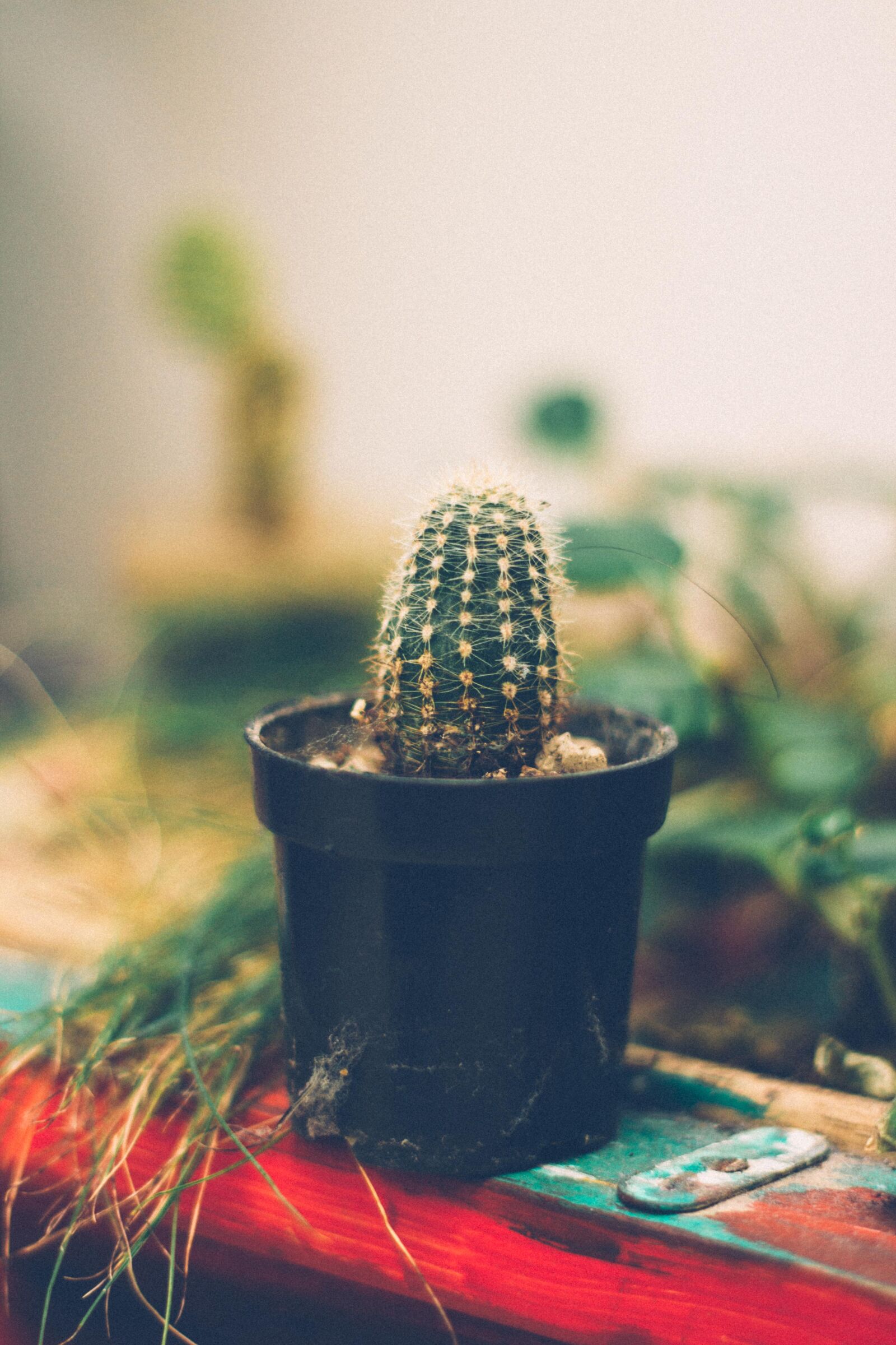 Canon EOS 60D + Canon EF 50mm F1.8 II sample photo. Cactus, garden, vintage photography