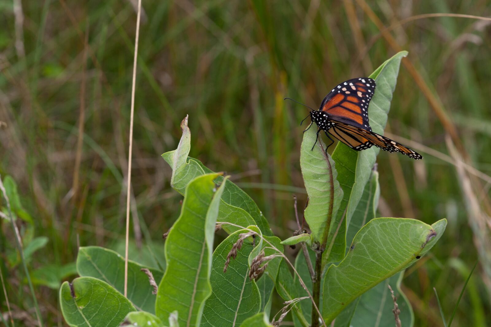 Canon EOS 5D Mark II sample photo. Big, colorful, orage, butterfly photography