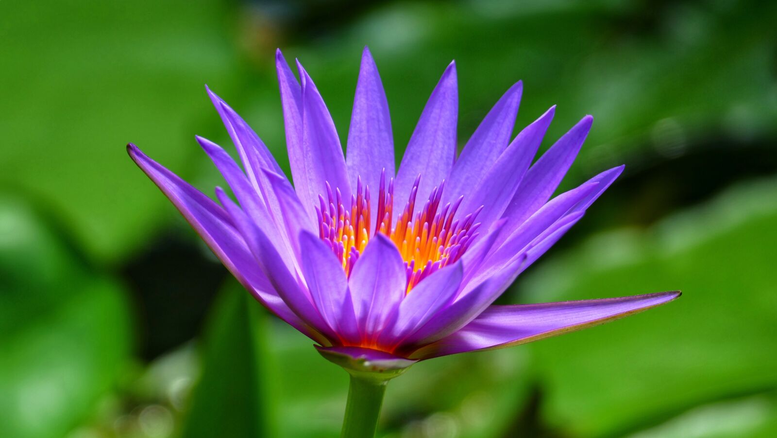 Panasonic Lumix DMC-FZ1000 sample photo. Flower, plant, blossom photography