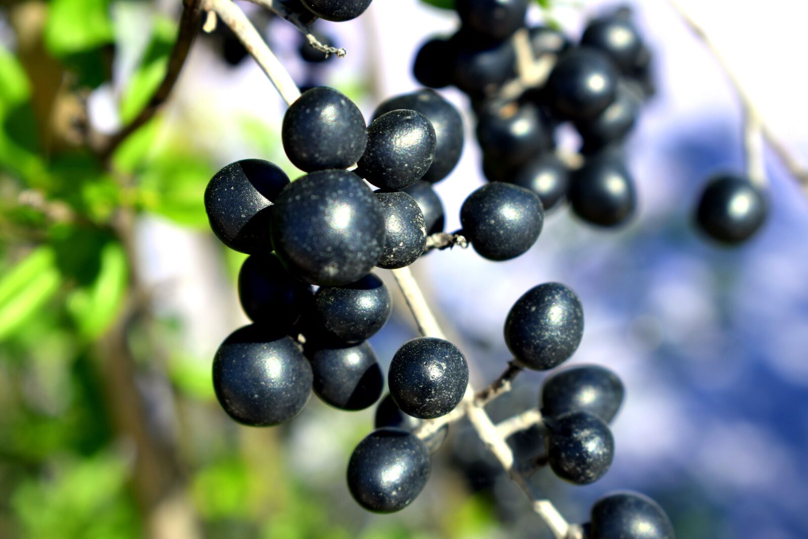 Nikon D3300 sample photo. Berry, flora, blue photography