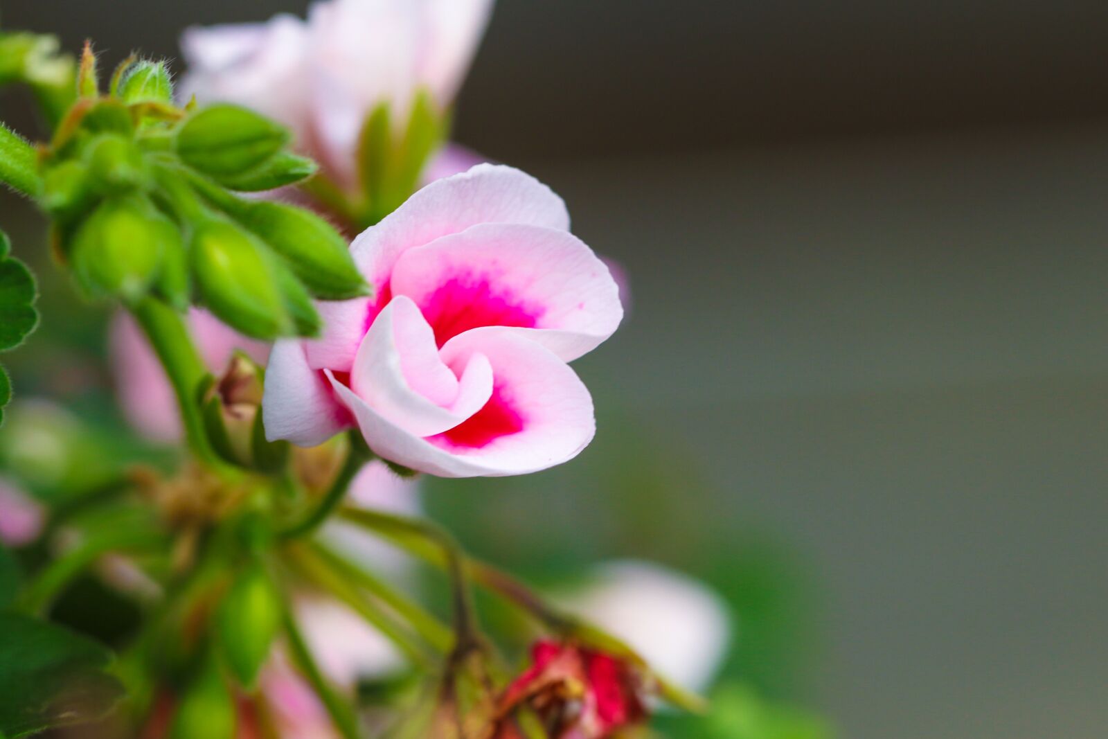 Canon EOS 7D Mark II sample photo. Flower, garden flower, pink photography