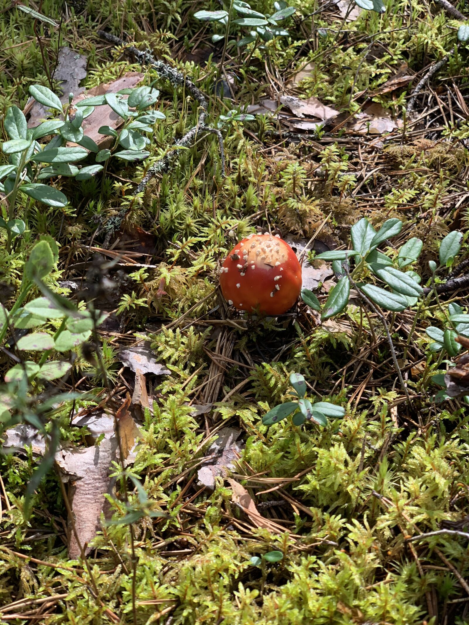 Apple iPhone XS sample photo. Forest, mushroom, mushrooms photography