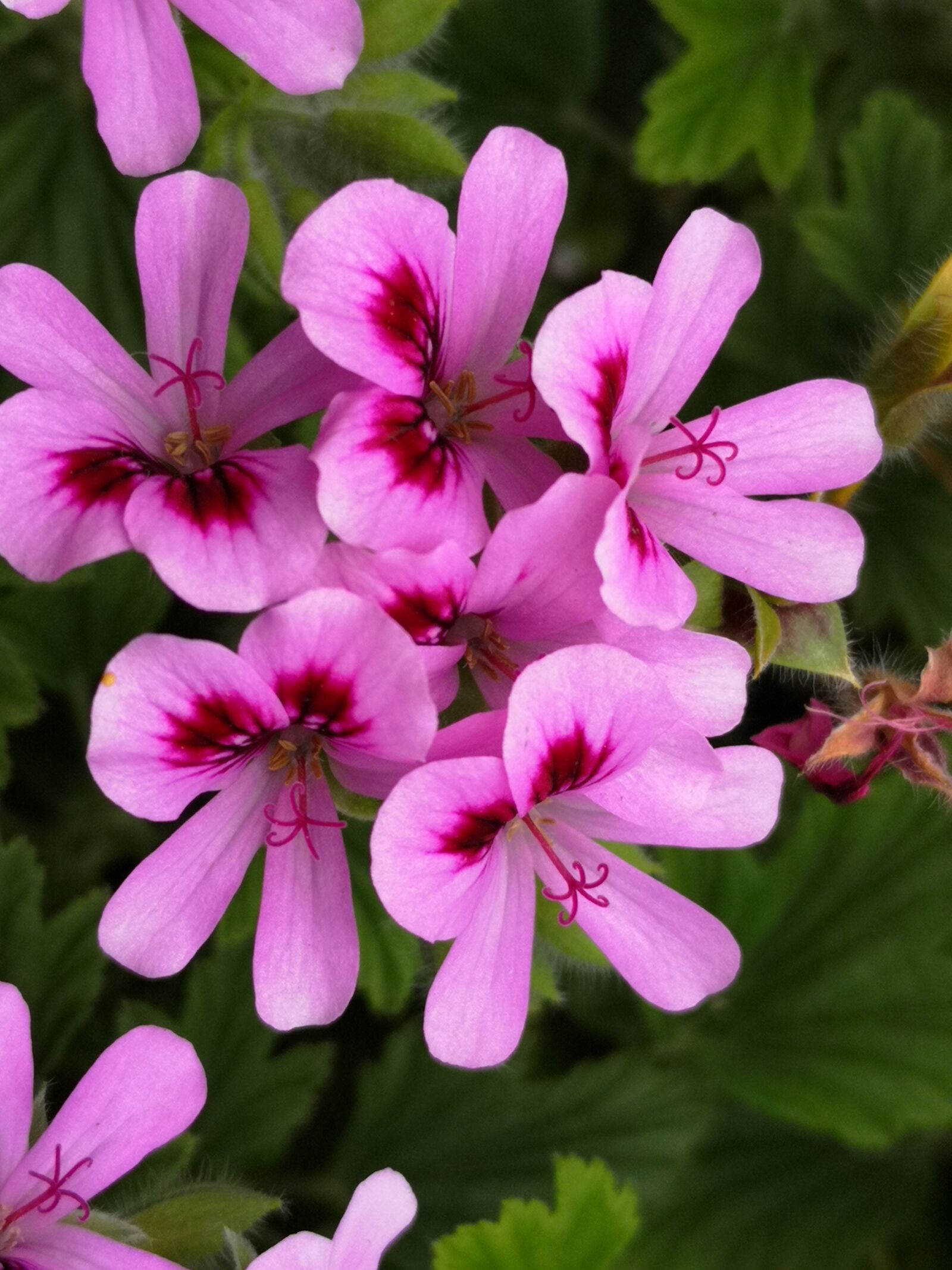HUAWEI P20 sample photo. Rosa, geranium, limoncello photography