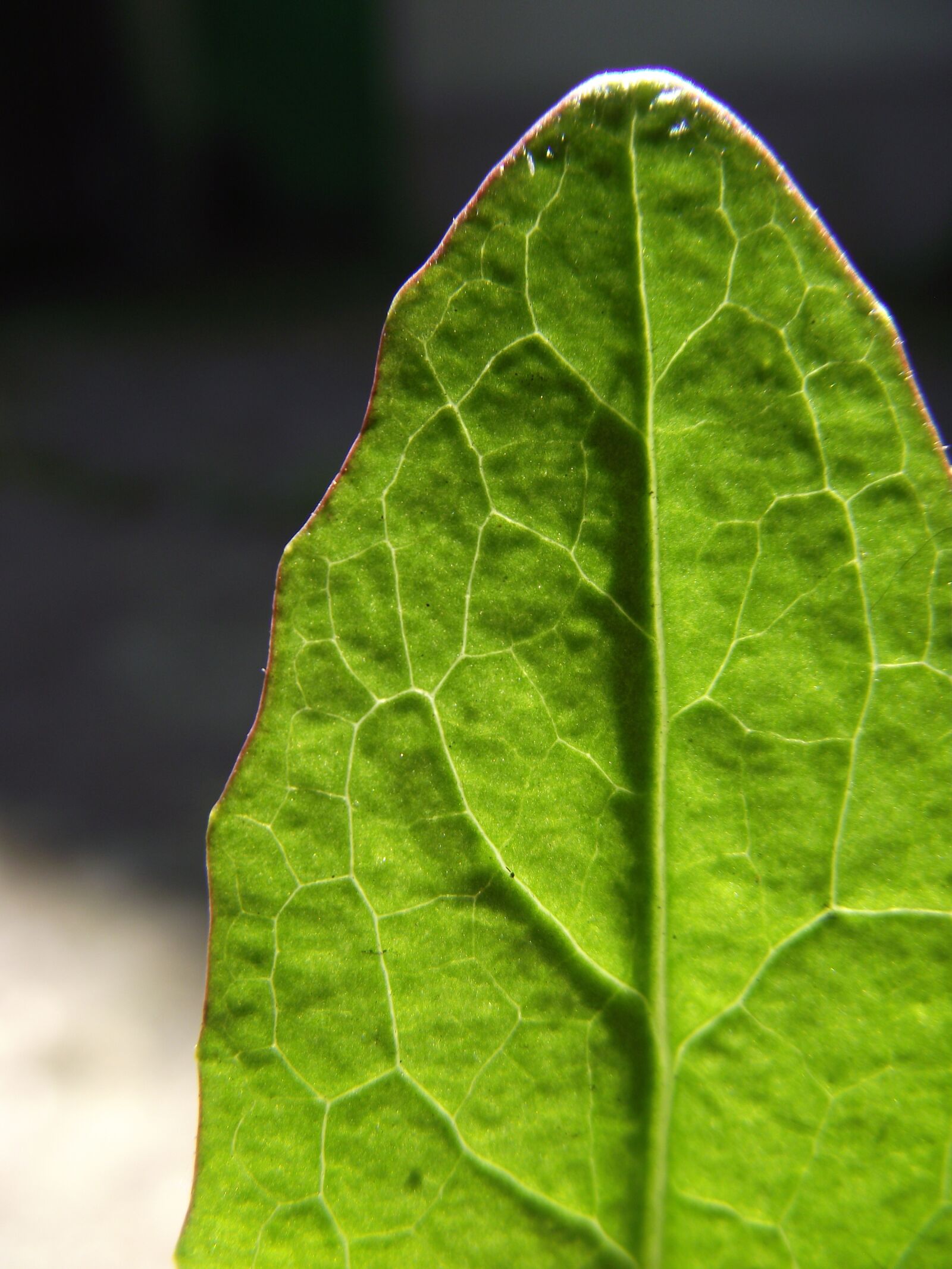 FujiFilm FinePix S1800 (FinePix S1880) sample photo. Common dandelion leaf, plant photography