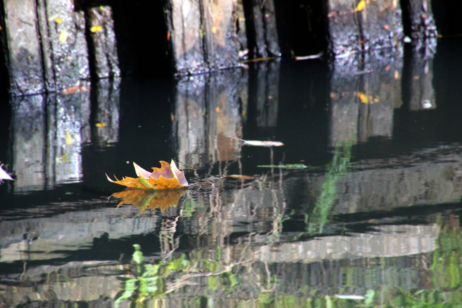 Canon EOS 600D (Rebel EOS T3i / EOS Kiss X5) sample photo. Autumn, sheet, brook photography