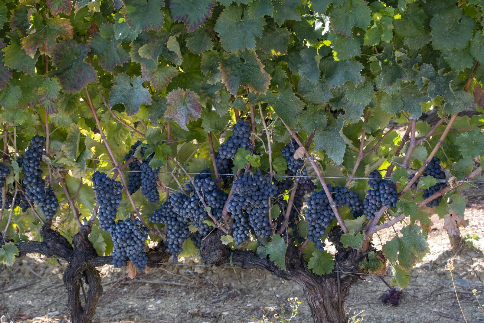 Canon EOS 70D sample photo. Vines, vine, viticulture photography