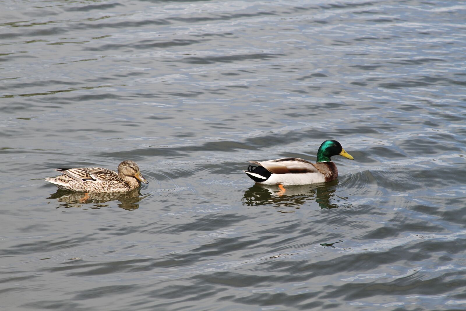 Canon EOS 7D sample photo. Duck, ducks, madison photography