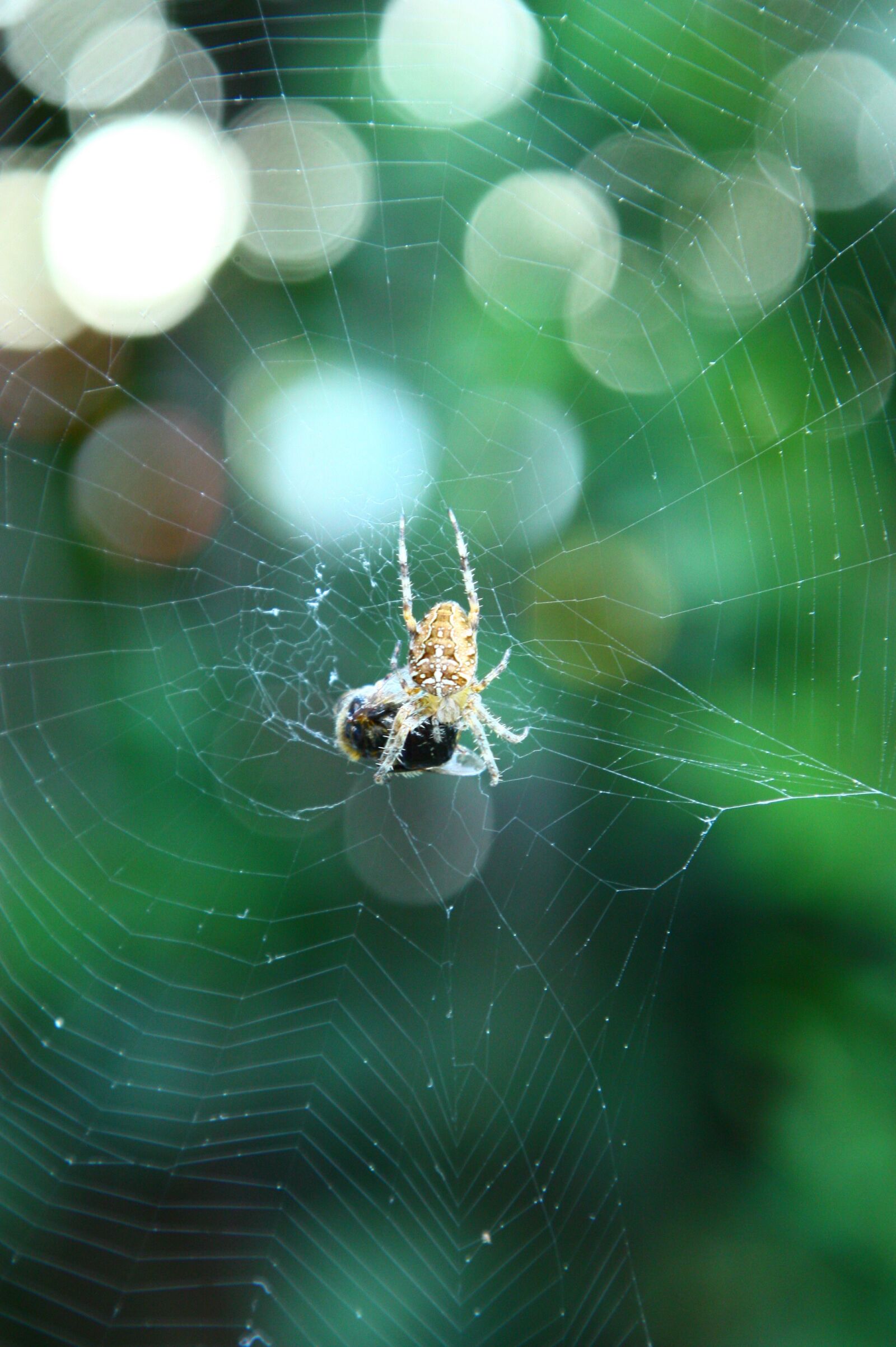 Canon EOS 450D (EOS Rebel XSi / EOS Kiss X2) sample photo. Spider, insects, arachnophobia photography