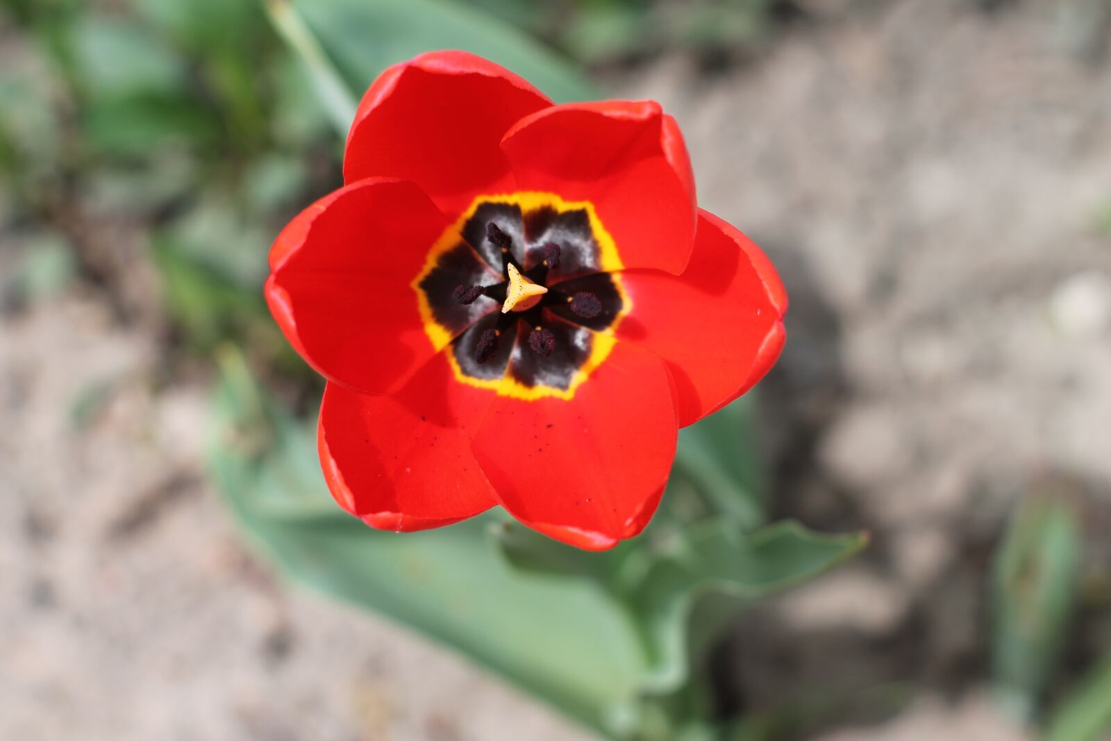 Canon EOS 1100D (EOS Rebel T3 / EOS Kiss X50) sample photo. Flower, red flower, bloom photography