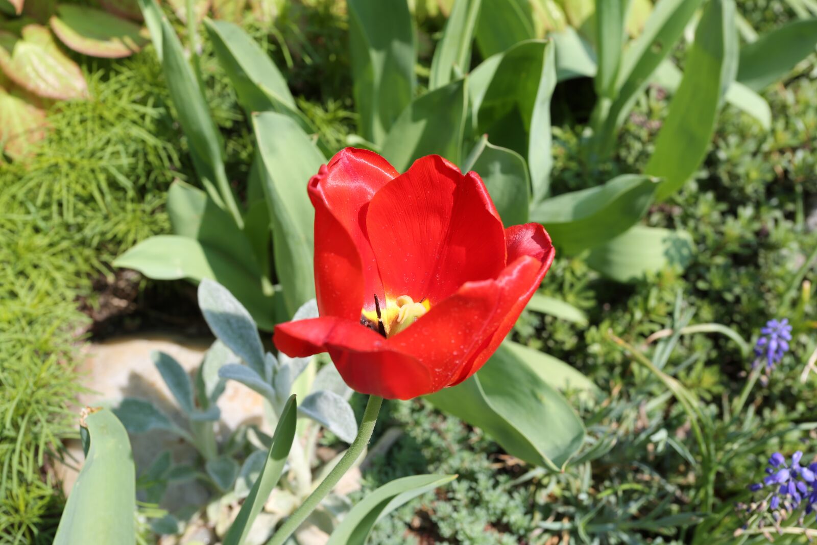 Canon EF 17-40mm F4L USM sample photo. Flower, plant, nature photography