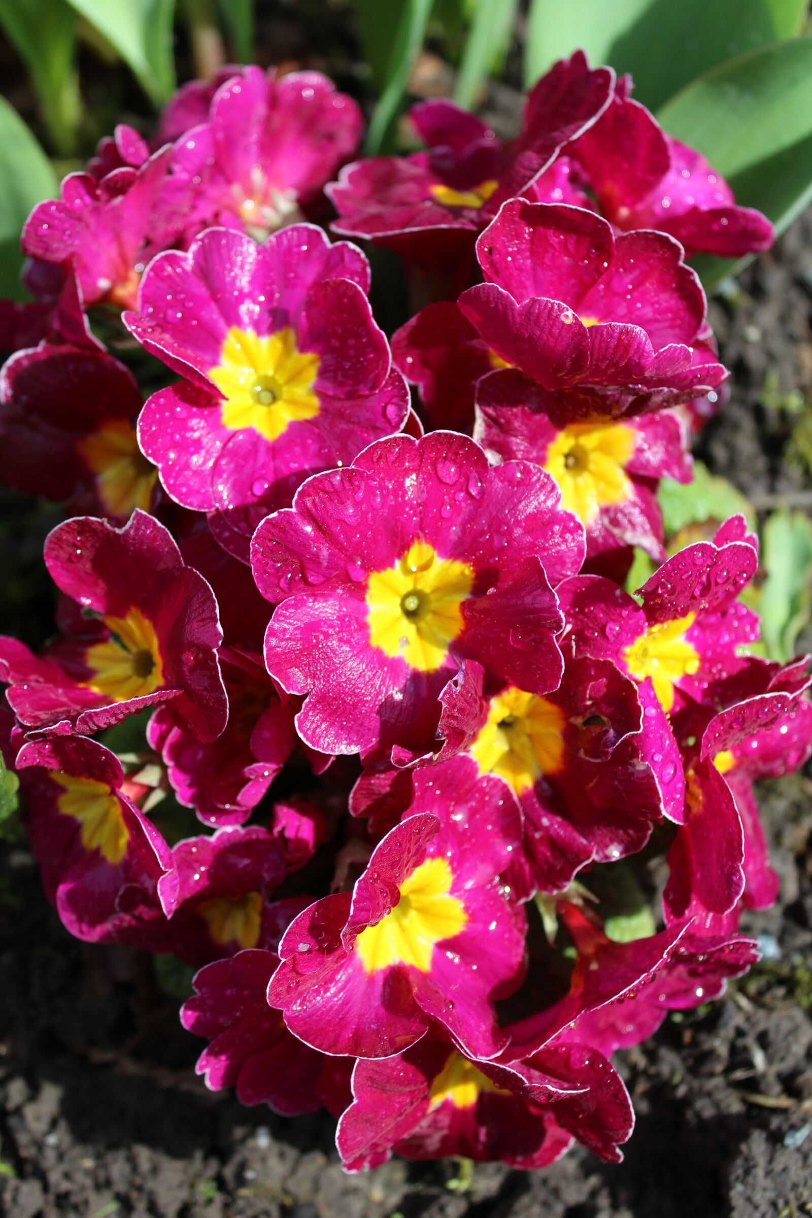 Canon EOS 1200D (EOS Rebel T5 / EOS Kiss X70 / EOS Hi) sample photo. Primrose, flowers, spring photography