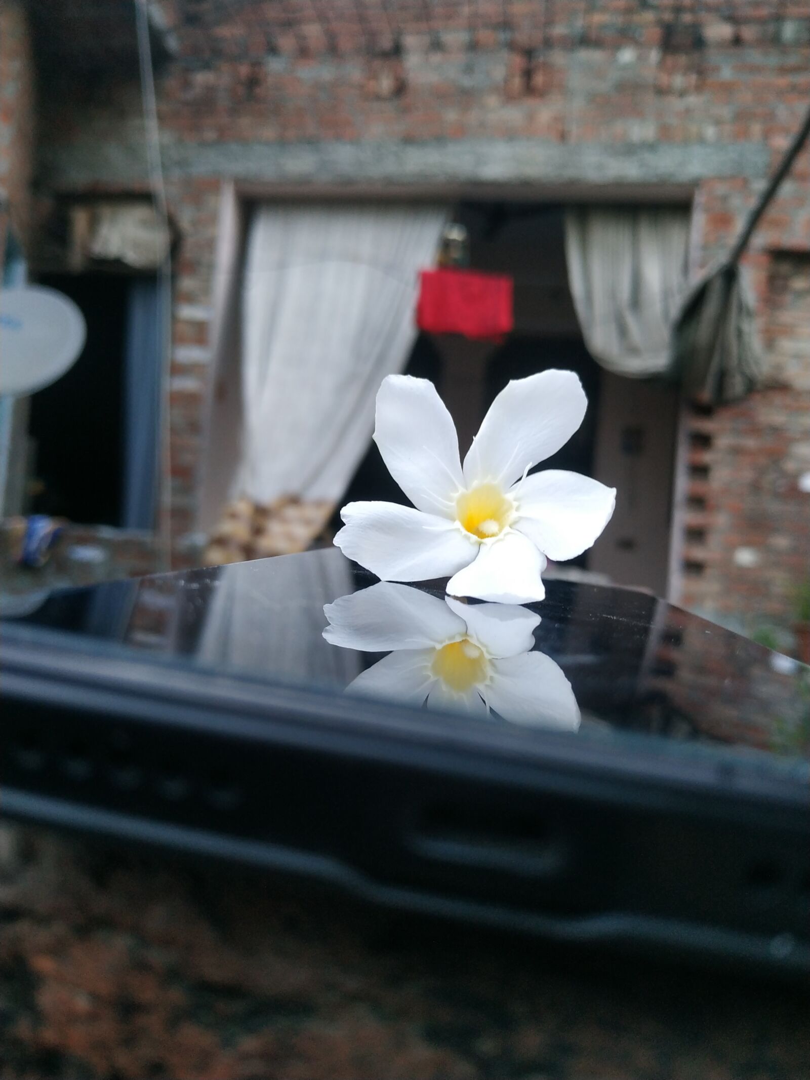 Xiaomi Redmi Note 6 Pro sample photo. Flower, positivity, love photography