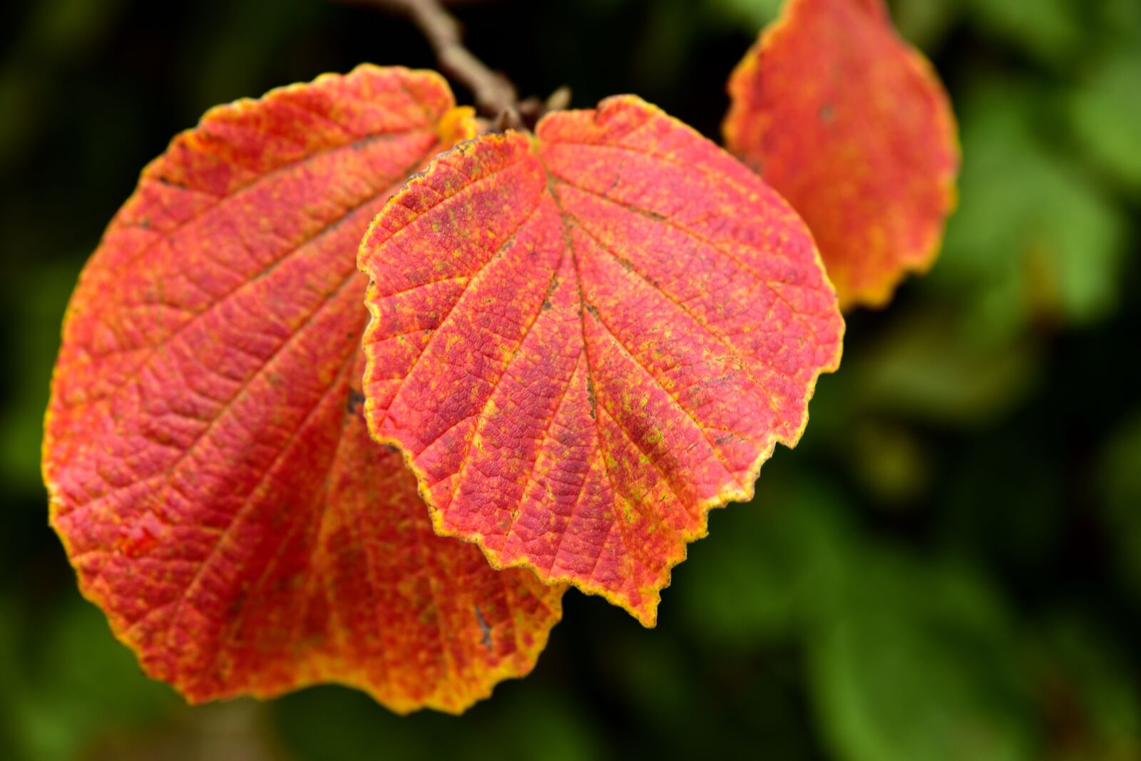 Nikon D750 sample photo. Leaf, autumn, nature photography