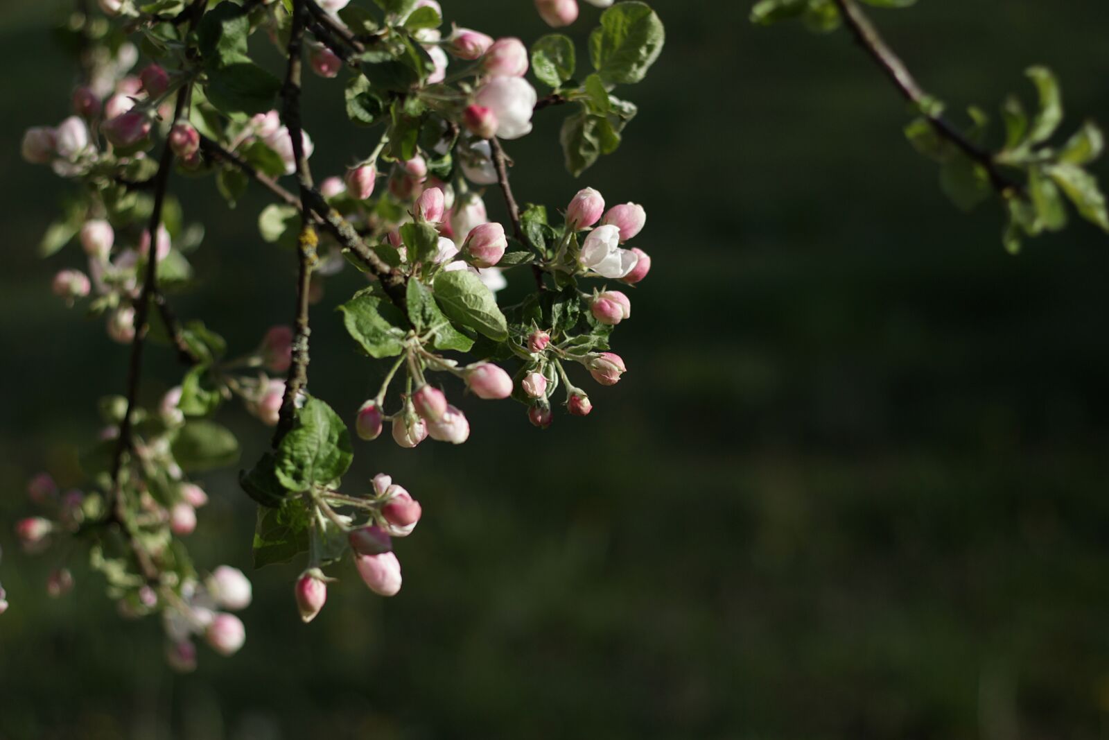 Canon EOS 600D (Rebel EOS T3i / EOS Kiss X5) sample photo. Apple blossom, blossom, blossoming photography
