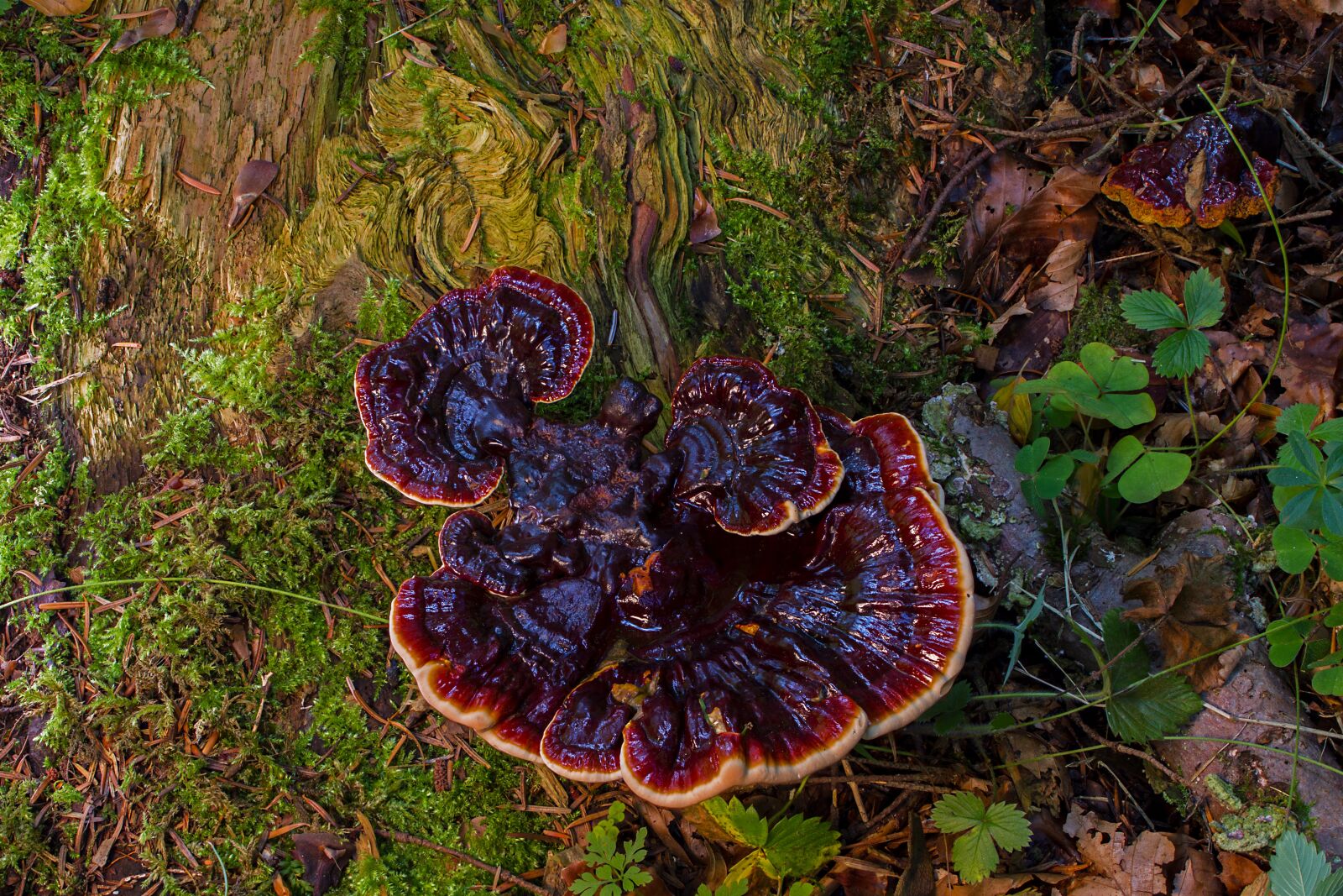 Tamron SP AF 60mm F2 Di II LD IF Macro sample photo. Mushroom, wood fungus, log photography