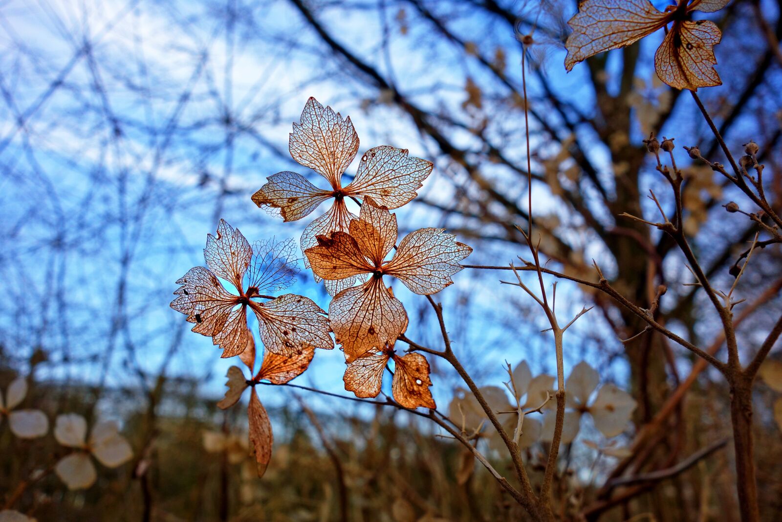 Sony Cyber-shot DSC-RX100 sample photo. Flower, plant, petal photography